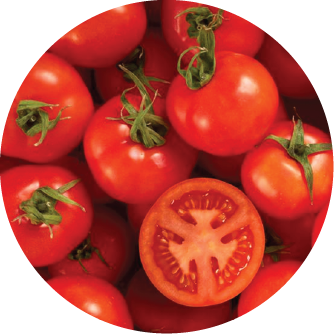 fertilizante tomate