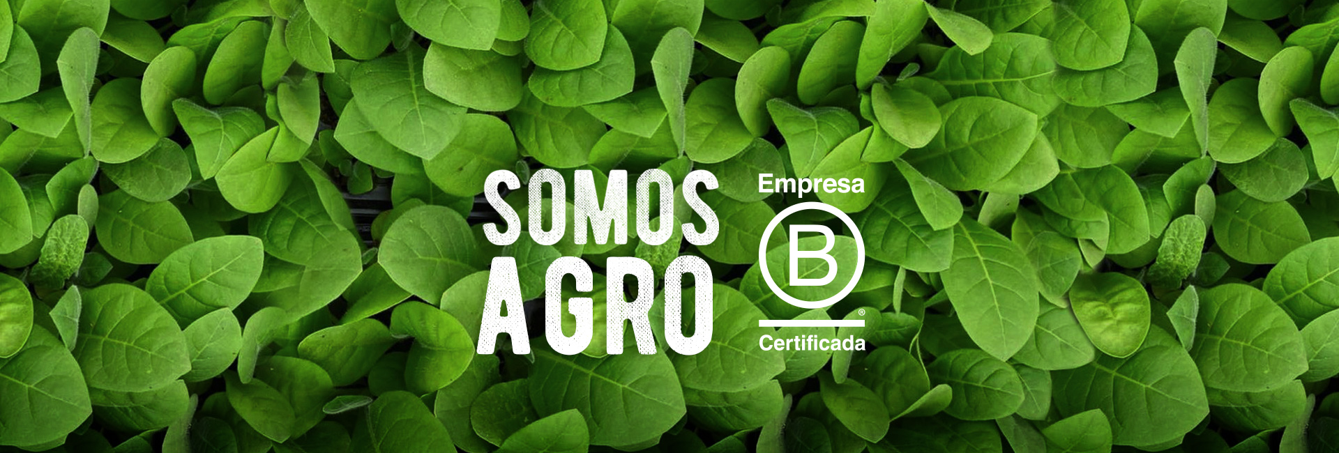 (c) Agro-sustentable.com